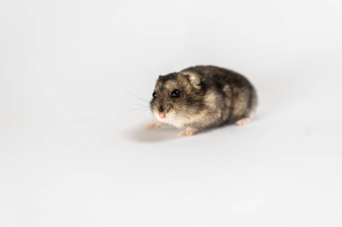 Beyaz tenli şirin gri hamster. 