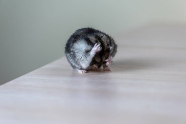 Beyaz tenli şirin gri hamster. 