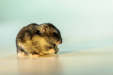 Beyaz tenli şirin gri hamster. 