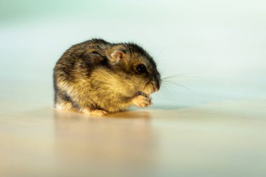 Beyaz tenli şirin gri hamster. 