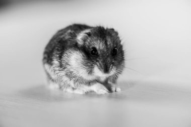 Beyaz tenli şirin gri hamster. 