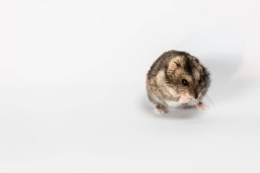 Beyaz tenli şirin gri hamster. 