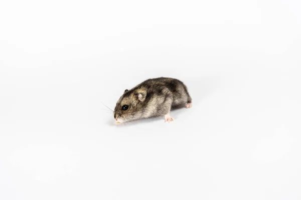 Niedlicher Grauer Hamster Isoliert Auf Weiß — Stockfoto