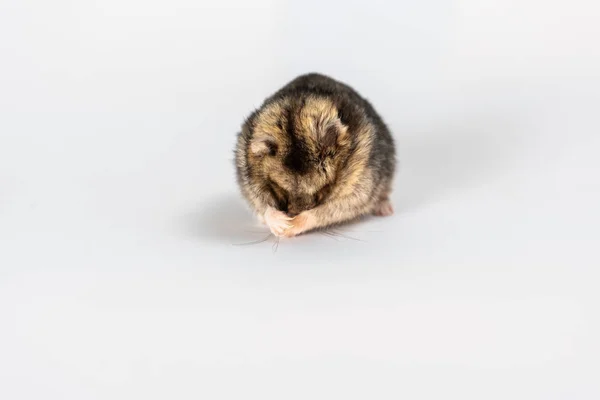 Söt Grå Hamster Isolerad Vit — Stockfoto