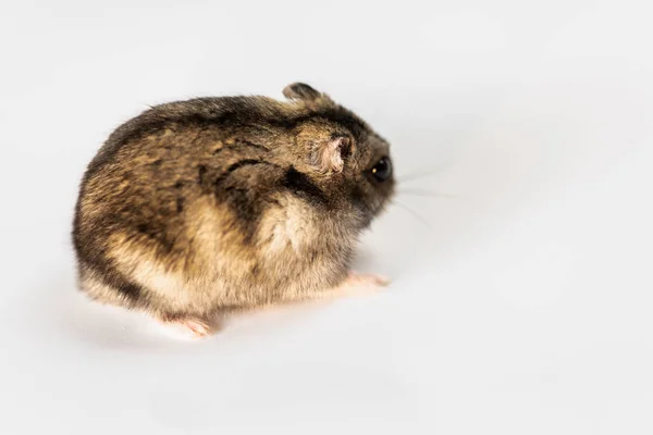 Niedlicher Grauer Hamster Isoliert Auf Weiß — Stockfoto