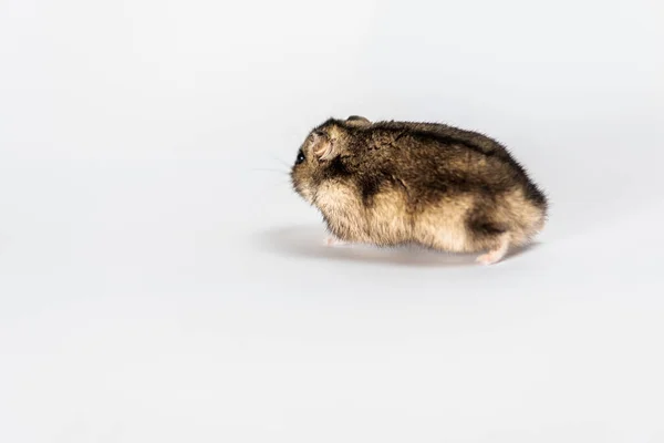 Cute Gray Hamster Isolated White — Stock Photo, Image