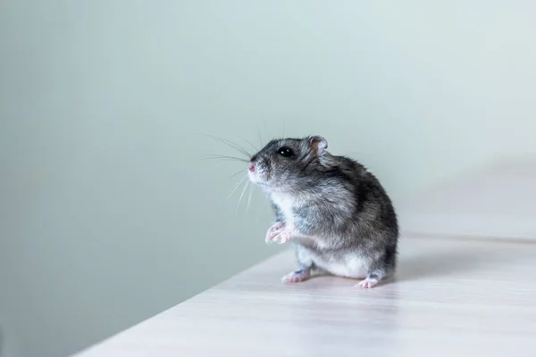 Cute Gray Hamster Isolated White — Stock Photo, Image