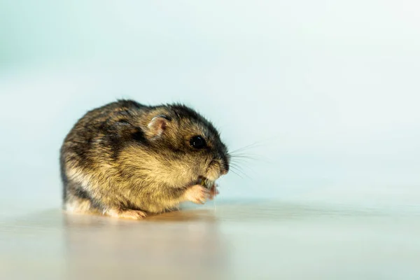 Cute Gray Hamster Isolated White — Stock Photo, Image