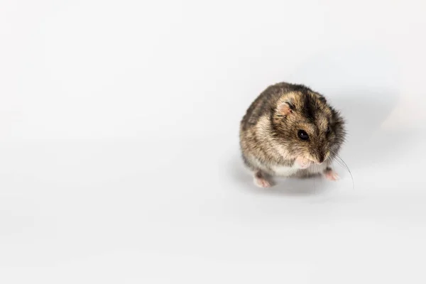 Hamster Gris Mignon Isolé Sur Blanc — Photo