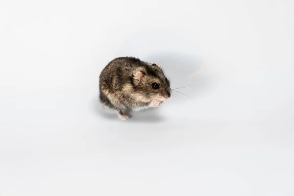 Cute Gray Hamster Isolated White — Stock Photo, Image