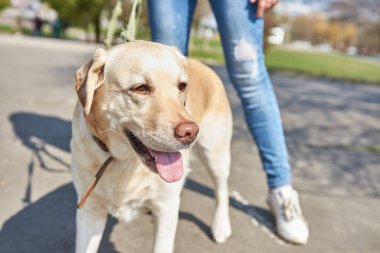 Açık renk labrador parkta yürüyor 