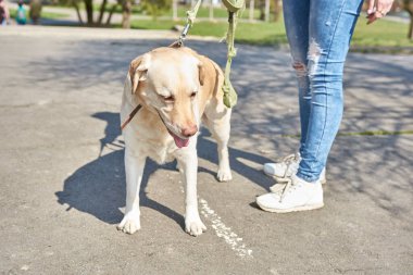Açık renk labrador parkta yürüyor 