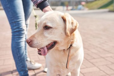 Açık renk labrador parkta yürüyor 