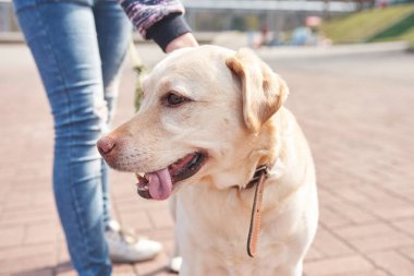 Açık renk labrador parkta yürüyor 