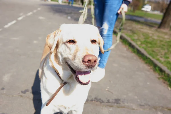 Heller Labrador Spaziert Park — Stockfoto