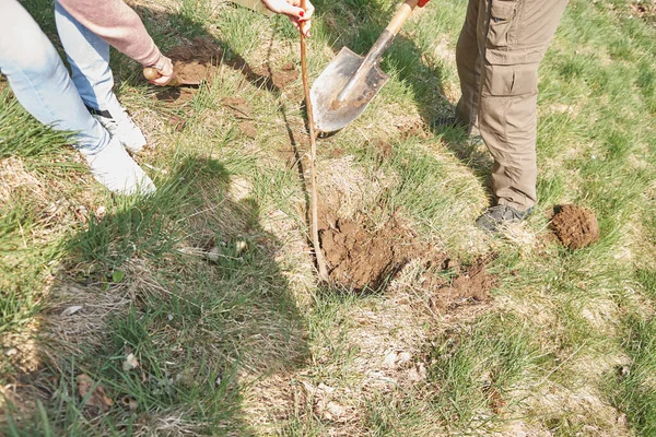 Planting a tree. Close up of a young man planting a tree, then watering the tree. Environment and ecology concept