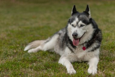 Husky köpek ekmeği oturuyor 