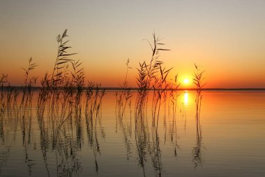 Svityaz Gölü 'nde gün batımı. Gün batımında Reed. Ukrayna