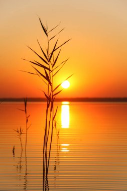 Svityaz Gölü 'nde gün batımı. Gün batımında Reed. Ukrayna