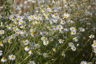 Papatya tarlası. Çayırda papatyalar