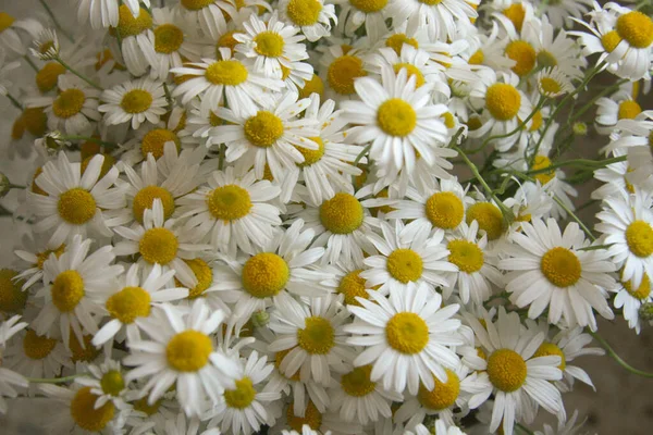 Close Bouquet Field Daisies — Stock Photo, Image