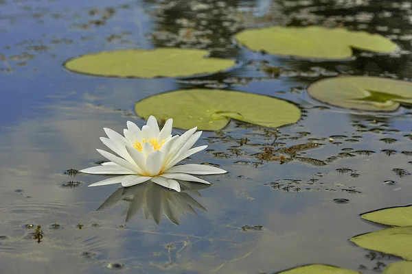 Beautiful White Water Lily Flower Lake Nymphaea Reflection Pond Close — Stock Photo, Image