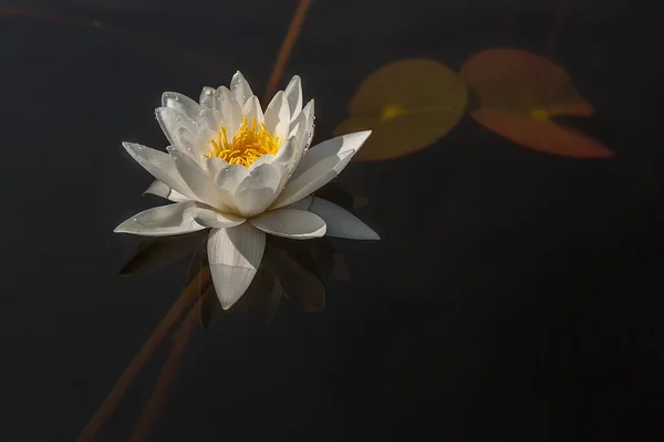 Piękny Biały Kwiat Lilii Wodnej Jeziorze Odbicie Nimfy Stawie Zbliżenie — Zdjęcie stockowe