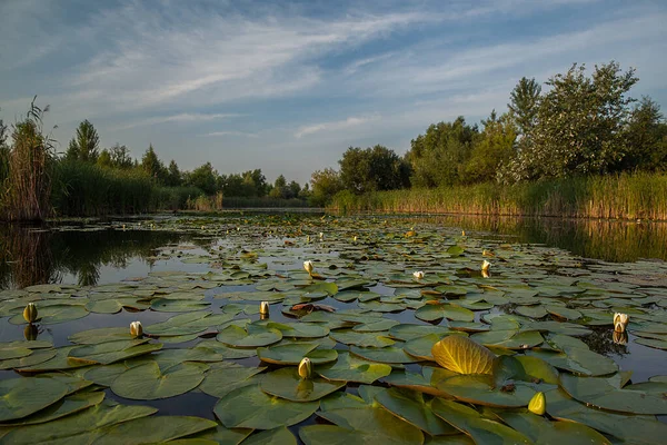 Fehér Liliomos Nymphaea — Stock Fotó