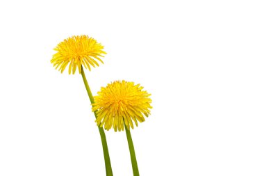 Karahindiba, Taraxacum officinale, beyaz yalıtılmış arka planda çiçek.
