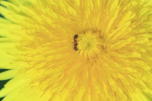 Makro Zdjęcie Kwiatu Mniszka Lekarskiego Mrówką Wewnątrz — Zdjęcie stockowe