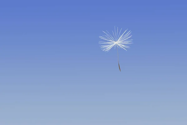 Flying parachute from dandelion against the blue sky