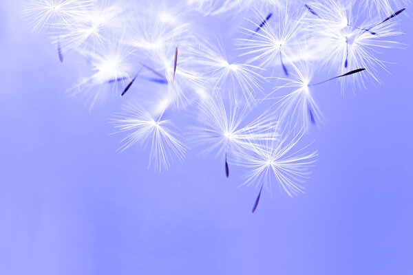 Летающие парашюты из одуванчика