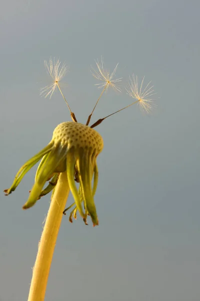 Крупный План Цветочной Головы Одуванчика Летающими Пушистыми Семенами — стоковое фото