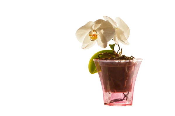 Красивая Белая Орхидея Горшке Изолированы Белом — стоковое фото