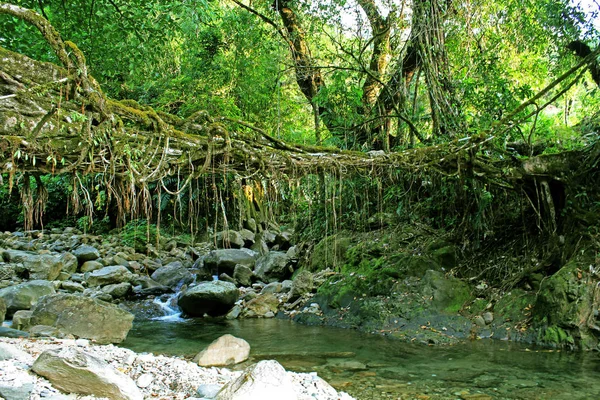 Живые корни мост: Живые корни деревни наследия, Nongblai — стоковое фото
