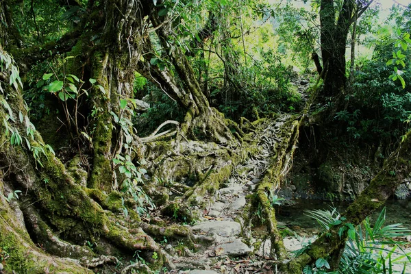 Lebendige wurzelbrücke: lebendige wurzelerbe dorf, nongblai — Stockfoto