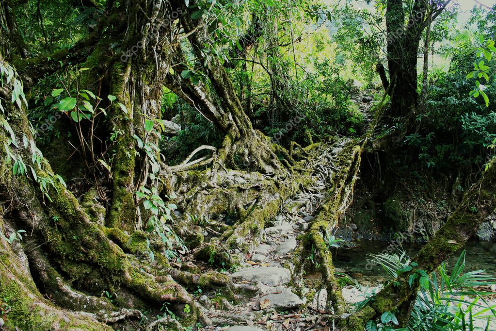 Living roots bridge: Living roots heritage village, Nongblai, East Khasi Hills District, India
