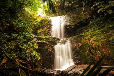 Su düşüş yaşayan kökleri Heritage Koyu, Nongblai, Meghalaya