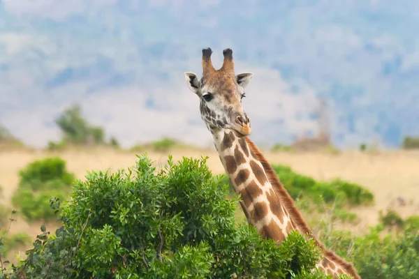 Giraffe und Busch — Stockfoto