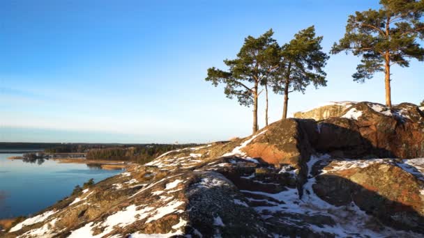 Scandinavische landschap. Verschillende eenzaam dennen op rots over de Baltische Zee. Dolly. — Stockvideo