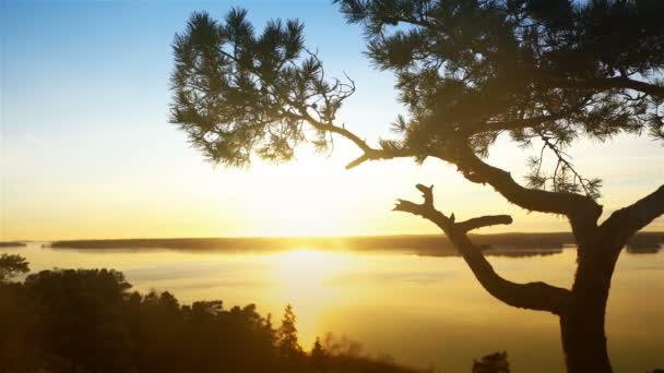 Scandinavische landschap. Eenzame pine bij zonsondergang op een klif. Dolly schot. — Stockvideo