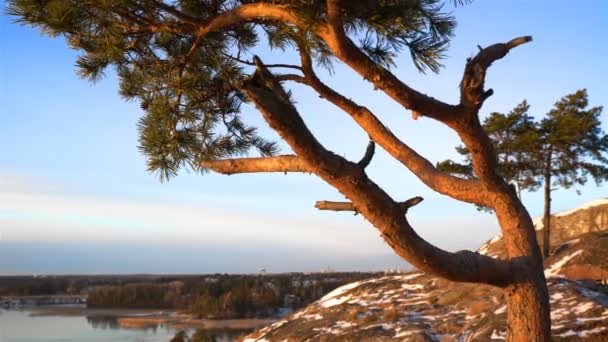 Scandinavische landschap. Gedraaide Pine op de klif over de Baltische Zee. Dolly. — Stockvideo