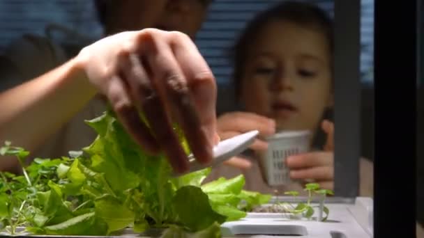 Menina bonito ajuda sua mãe a cuidar de plantas. — Vídeo de Stock