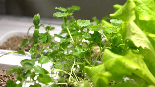 Cierre de un jardinero rociando agua sobre las plántulas en el interior. Movimiento lento . — Vídeos de Stock