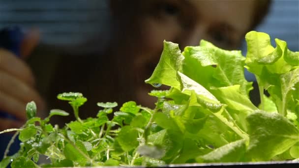 Gros plan d'un jardinier pulvérisant de l'eau sur des semis à l'intérieur. Mouvement lent . — Video