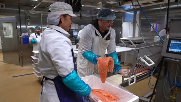 Un trabajador pone filete de salmón en alimentación automática para rebanar pescado. Dolly. . — Vídeo de stock