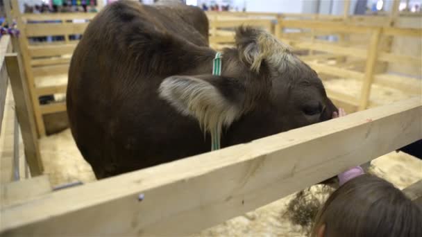 Niños acariciando un toro — Vídeo de stock
