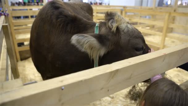 Kinderen aaien van een stier — Stockvideo