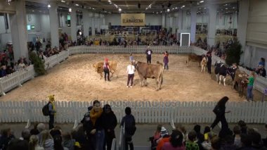 İnekler arasında Güzellik Yarışması