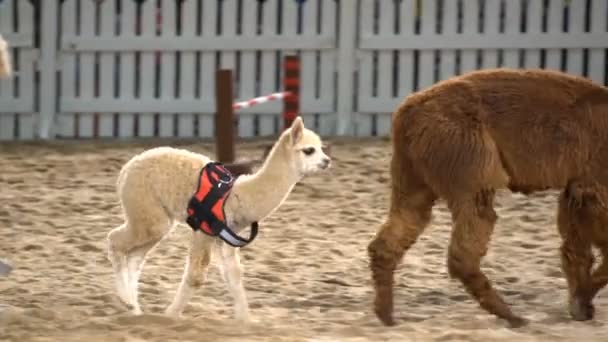 Alpaca-baby op de show van de dieren. — Stockvideo